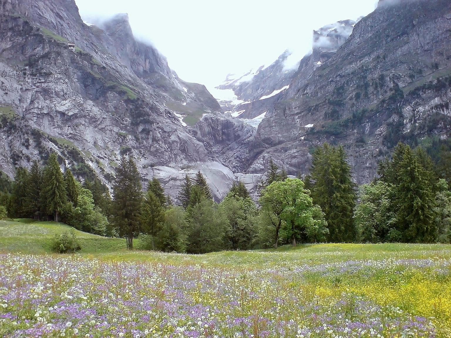 Wildflowers in a high alpine meadow