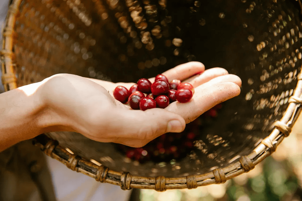 Green coffee beans