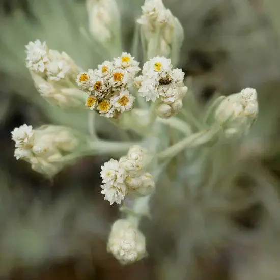 Edelweiss, one of the seven alpine stems